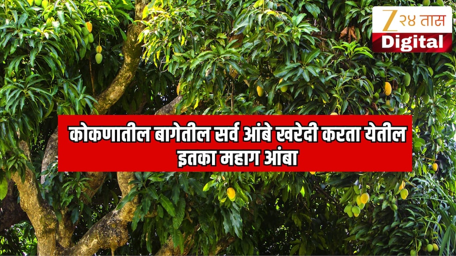 कोकणातील एका मोठ्या बागेतील सर्व आंबे विकत घेता येतील इतका महाग आंबा! भारतातील 5 सर्वात महागडे आंबे