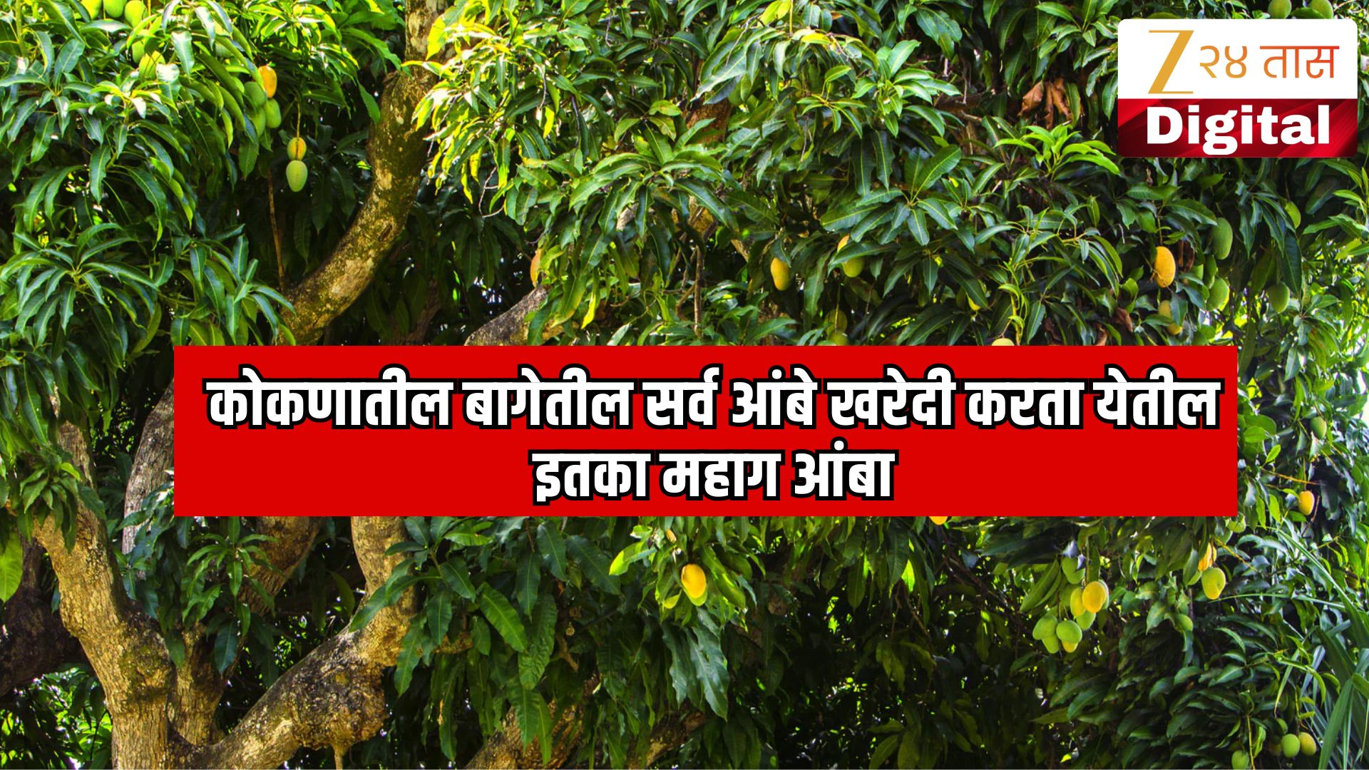कोकणातील एका मोठ्या बागेतील सर्व आंबे विकत घेता येतील इतका महाग आंबा! भारतातील 5 सर्वात महागडे आंबे कोकणातील एका मोठ्या बागेतील सर्व आंबे विकत घेता येतील इतका महाग आंबा! भारतातील 5 सर्वात महागडे आंबे