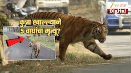 कुत्रा खाल्ल्याने 5 वाघांचा मृत्यू? Save Tiger मोहिमेला मोठा धक्का! खरं कारण समोर