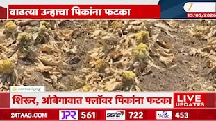 शिरुर, आंबेगावात फ्लॉवर पिकांना उष्णतेचा फटका; शेतातच पिक जळालं