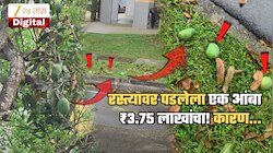 रस्त्यावर पडलेल्या एका आंब्याची किंमत पावणेचार लाख रुपये; कारण वाचून सगळेच थक्क | पाहा Video