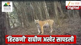 सह्याद्रीच्या डोंगराआड दडलेल्या कोयना जंगलात हरवलेली ‘हिरकणी’ वाघीण अखेर सापडली; वन 