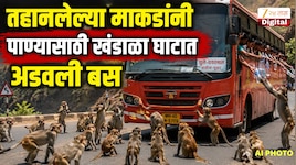 उन्हाचा पारा चढला अन् तहानलेल्या माकडांनी खंडाळा घाटात अडवली बस, पुढे जे झालं...VIDE
