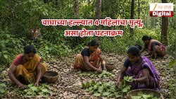 चंद्रपुरातील वाघाच्या हल्ल्यात कुटुंबाचा आधारच गेला, असा होता घटनाक्रम