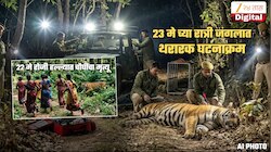 चौघींचा जीव घेणाऱ्या नरभक्षक वाघीणीच्या दिशेने अंधारात डार्ट मारला अन्...; चंद्रपूरच्या जंगलातला थरार