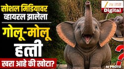 Fact Check : सोशल मिडियावर व्हायरल झालेला गोलू-मोलू हत्ती खरा आहे की खोटा? नेटकरींना लावला आहे वेड