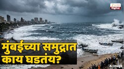 मान्सूनआधीच मुंबईच्या समुद्राचं रौद्र रुप? किनाऱ्यावर मृत माशांचा खच आणि....चिंता वाढवणाऱ्या घटना 