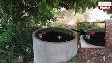मामाच्या बागेतले आंबे खायला गेला अन्... विचित्र दुर्घटनेत 3 वर्षाच्या चिमुकल्याने गमावला प्राण; वाचून मन हळहळेल