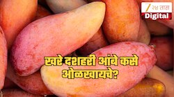 बाजारात आलेत भरगोस दशहरी आंबे! खरेदी करताना फसवणूक टाळा, अस्सल आंबे ओळखण्याचे मार्ग जाणून घ्या 