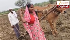 शेतकऱ्याने बैलासह पत्नीलाच नांगराला जुंपलं; कारण विचारल्यावर समोर आलं विदारक सत्य, जगाच्या पोशिंद्याचा न संपणारा संघर्ष! 