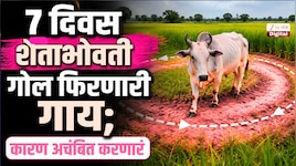गाईच्या 7 दिवस शेताभोवती प्रदक्षिणा, चमत्कार समजून लोकांनी पुजल; उलगडलं रहस्य!