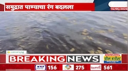 Video | रत्नागिरीच्या समुद्रातील पाण्याचा रंग बदलला