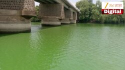 कृष्णा नदीतील पाण्याचा रंग बदलला, संपूर्ण नदीत हिरव्या रंगाचे पाणी, 10 गावातील 500 नागरिक आजारी