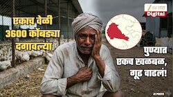 एकाच वेळी 3600 कोंबड्यांचा मृत्यू... पुण्यात दहशत; मृत्यूचं गूढ वाढलं! मालक संध्याकाळी खायला घालायला गेला अन्...