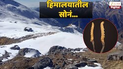 हिमालयात मिळतंय सोनं, त्याच्या शोधात गावंच्या गावं होतायत रिकामी
