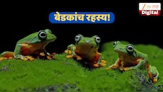 वर्षभर जमिनीखाली कसे जगतात बेडूक? पावसाळ्यात अचानक कुठून येतात? निसर्गातील अद्भुत वैज्ञानिक रहस्य!