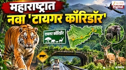 महाराष्ट्रातील 2 मोठ्या अभयारण्यांना जोडणारा 'टायगर कॉरिडॉर'; एका निर्णायामुळे 377 गाव बाधित होणार