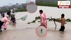 धक्कादायक! पुराच्या पाण्यात 900 साप सुटले, दंश केल्याने महिलेचा मृत्यू; नागरिकांची एकच धावपळ, पाहा VIDEO