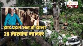 याला म्हणतात खरा नशीबवान... पावसामुळे झाड पडलं अन् त्याला मिळाले 28 लाख रुपये; कारण...