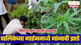 कोणाला संशय येऊ नये म्हणून महापालिकेच्या उद्यानात गांजाची झाडे?; भाजप नेत्याच्या व्हिडिओनंतर खळबळ