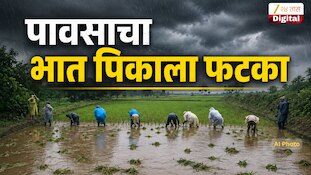 पावसाचा भात पिकाला फटका, भाताची रोपे वाहून गेली