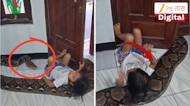 10 ते 12 फूट लांब अजगराला उशी बनवून झोपली चिमुकली; Viral Video पाहून तुम्हीही व्हाल चकित