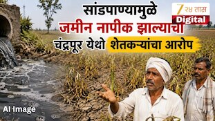 सांडपाण्यामुळे जमीन नापीक झाल्याचा चंद्रपूर येथी शेतकऱ्यांचा आरोप