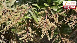 हवामान बदलाचा हापूसला फटका! ऐन पावसाळ्यात झाडांना मोहर, बागायतदार चिंतेत