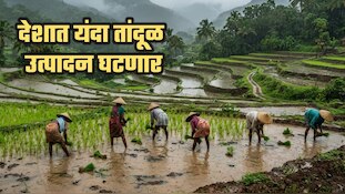 देशात यंदा तांदूळ उत्पादन घटणार; कमी पावसाचा फटका