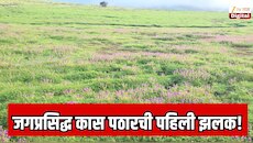 महाराष्ट्रातील साताऱ्याच्या जगप्रसिद्ध कास पठारची पहिली झलक! पर्यटकांची गर्दी, जायच कसं? रहायचं कुठे? सर्व डिटेल्स