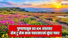 पुण्यापासून 80 Km अंतरावर सेम टू सेम जगप्रसिद्ध कास पठारसारखं सुंदर पठार; गुलाबी, निळ्या आणि पिवळ्या फुलांचा बहर