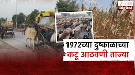 महाराष्ट्रात 1972 च्या दुष्काळासारखी भयानक परिस्थिती; शेतकरी आणि मेंढपाळांवर पशुधनासह गाव सोडण्याची वेळ