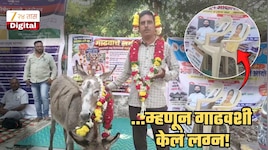 ...म्हणून त्याने चक्क गाढवाशी केलं लग्न; सोलापुरातील अनोख्या लग्नात खुर्च्यांवरील मुख्यमंत्री, दोन्ही उपमुख्यमंत्र्यांच्या फोटोंनी वेधलं लक्ष