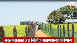 महाराष्ट्रतील जगप्रसिद्ध कास पठारावर फिरायला जाणाऱ्या पर्यटकांसाठी अत्यंत चिंताजनक बातमी; अल निनोचा महाभयानक परिणाम