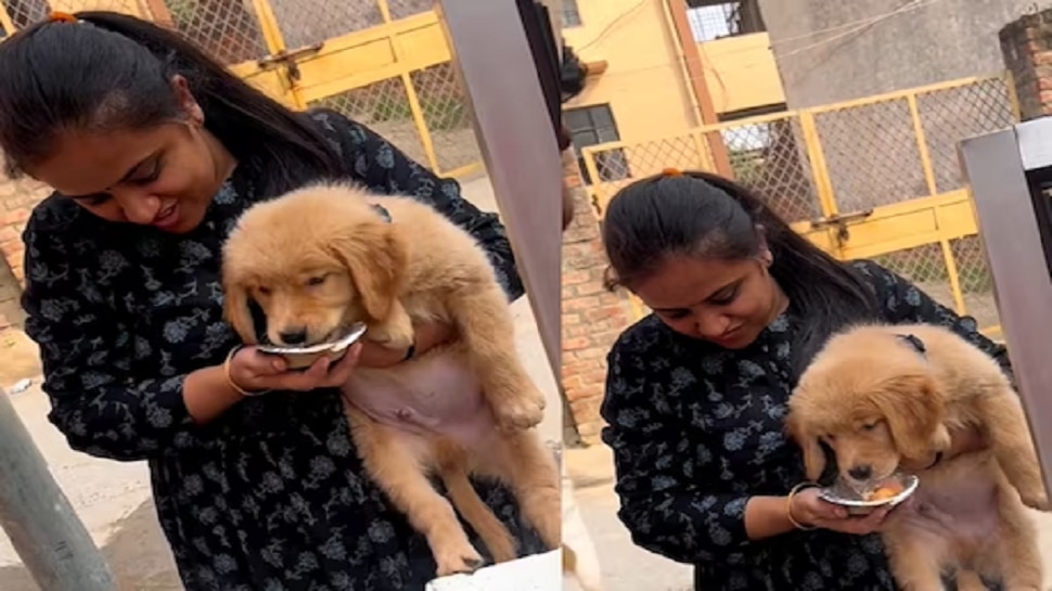 Dog_eating_panipuri_video