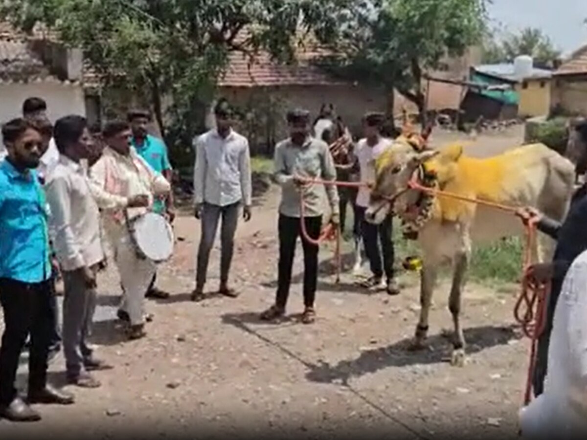 Pune farmer buy bull