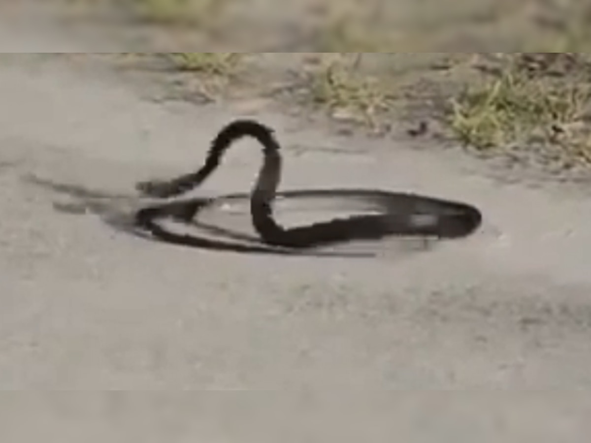 VIDEO : सापानं भररस्त्यात केली आत्महत्या...  title=