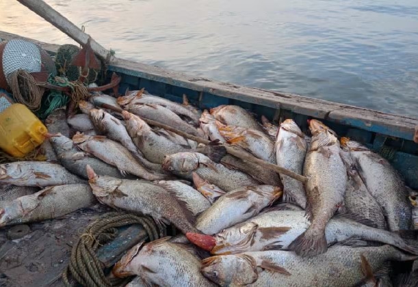 Viral News Dahanu Fishermans got ghol fish Worth rupees lakhs latest mumbai news 
