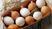 चुकूनंही फ्रिजमध्ये अंडी ठेवू नका; कारण...