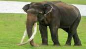 General Knowledge: सोन्यापेक्षाही महाग असतात हत्तीचे दात? जाणून घ्या
