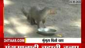 Mongoose Drinks Tea Daily At Pandharpur