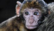 Amazing Facts: तुम्हाला माहितेय का? आपले पूर्वज माकडं नाहीत तर... धक्कादायक खुलासा
