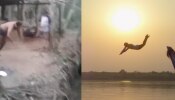 Viral Video : काकांची उडी पाहून सैराटमधील परशाही लाजेल, व्हिडीओ होतोय व्हायरल 