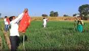 Yeola Gudi Padwa : शेतकऱ्यांनी चक्क शेतात उभारली अनोखी गुढी