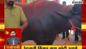  12 crores bull that earns the owner 75 lakhs