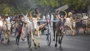 राज्यातील बैलगाडा शर्यतीचा मार्ग मोकळा, सर्वोच्च न्यायालयाचा हिरवा कंदील