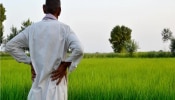 शिंदे सरकारचं बळीराजाला दिवाळी गिफ्ट, राज्यातील 35 लाख शेतकऱ्यांना मिळणार &#039;हा&#039; लाभ