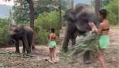 हत्तीशी मैत्री करण्याचा प्रयत्न तरुणीला पडला महागात, सोंडेने खाली पाडलं अन् नंतर...; पाहा VIDEO