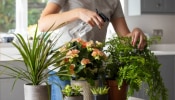 Vastu Tips For Plant : पॉझिटिव्ह एनर्जीला आकर्षित करतात &#039;ही&#039; रोपे; आताच घरी लावा