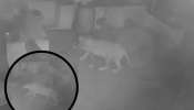 वसईतील बिबट्या पकडला, मात्र आता भाईंदरमध्ये मोकाट फिरतोय बिबट्या, CCTV Video समोर